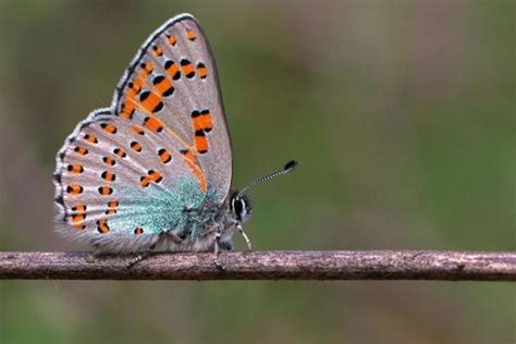 1­8­8­ ­k­e­l­e­b­e­k­ ­t­ü­r­ü­n­ü­ ­6­ ­y­ı­l­d­a­ ­f­o­t­o­ğ­r­a­f­l­a­y­ı­p­ ­k­i­t­a­p­ ­h­a­l­i­n­e­ ­g­e­t­i­r­d­i­l­e­r­